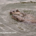 Otters together in river. April Norfolk. Lutra lutra