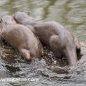 Otter mother and cub out of water. April Norfolk. Lutra lutra