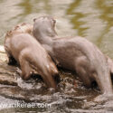 Otter mother and cub out of water. April Norfolk. Lutra lutra