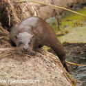 Otter climbing out of water. April Norfolk. Lutra lutra