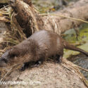 Otter on log after shake. Norfolk. Lutra lutra