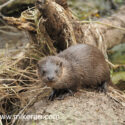 Otter sitting out of water. April Norfolk. Lutra lutra