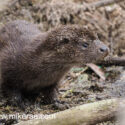 Otter sitting close out of water. April Norfolk. Lutra lutra