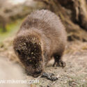 Otter checking spraint out of water. April Norfolk. Lutra lutra