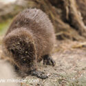 Otter checking out spraint out of water. April Norfolk. Lutra lutra
