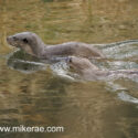 Otters swimming together. April Norfolk. Lutra lutra