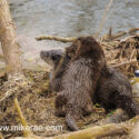 Otters playing by bottle on bank. April Norfolk. Lutra lutra