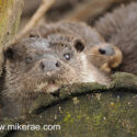 Otters relaxing on log. April Norfolk. Lutra lutra