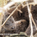 Otter cub suckling mother. April Norfolk. Lutra lutra