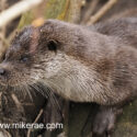 Otter looking alert close. April Norfolk. Lutra lutra