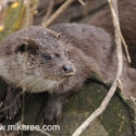 Otter looking aside alert close. April Norfolk. Lutra lutra