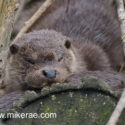 Otter pair asleep close. April Norfolk. Lutra lutra
