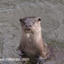 Otter looking high in river. April Norfolk. Lutra lutra