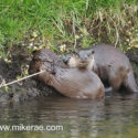 Otter pair on bank in morning sun. April Suffolk. Lutra lutra