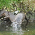 Otter pair diviing on bank in morning sun. April Suffolk. Lutra lutra