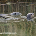 Otter pair swiming in morning sun. April Suffolk. Lutra lutra
