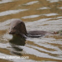 Otter about to dive in morning sun. April Suffolk. Lutra lutra