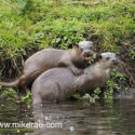 Otter pair play on bank in morning sun. April Suffolk. Lutra lutra