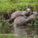 Otter pair foot on back on bank in morning sun. April Suffolk. Lutra lutra
