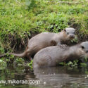 Otter pair foot on back paused on bank in morning sun. April Suffolk. Lutra lutra