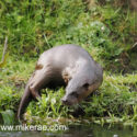 Otter turning on bank in morning sun. April Suffolk. Lutra lutra