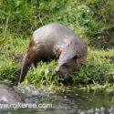 Otter turning look on bank in morning sun. April Suffolk. Lutra lutra
