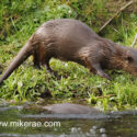 Otter walking close on bank in morning sun. April Suffolk. Lutra lutra