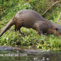 Otter walking closer on bank in morning sun. April Suffolk. Lutra lutra