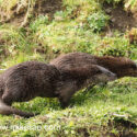 Otter pair walking on bank in morning sun. April Suffolk. Lutra lutra