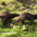 Otter pair running on bank in morning sun. April Suffolk. Lutra lutra