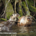 Otter pair shallow water on bank in morning sun. April Suffolk. Lutra lutra