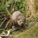 Otter forward on log in morning sun. April Suffolk. Lutra lutra