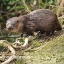 Otter turned look on log in morning sun. April Suffolk. Lutra lutra
