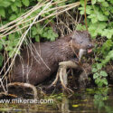 Otter with perch on log in morning sun. April Suffolk. Lutra lutra