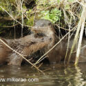 Otter pair under bank in morning sun. April Suffolk. Lutra lutra