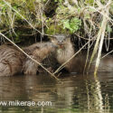 Otter pair close under bank in morning sun. April Suffolk. Lutra lutra