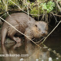 Otter close under bank in morning sun. April Suffolk. Lutra lutra