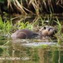 Otter in low water morning sun. April Suffolk. Lutra lutra