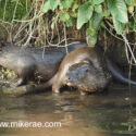 Otter pair alert under river bank early morning. April Suffolk. Lutra lutra