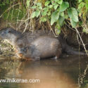Otter pair under river bank early morning. April Suffolk. Lutra lutra