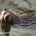 Otter resting in river early morning. April Suffolk. Lutra lutra
