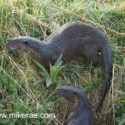 Otter pair coming out on river bank early morning. April Suffolk. Lutra lutra