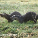 Otter pair one shake away on river bank early morning. April Suffolk. Lutra lutra