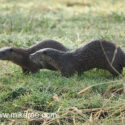 Otter pair shake away on river bank early morning. April Suffolk. Lutra lutra