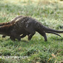 Otter pair running away on river bank early morning. April Suffolk. Lutra lutra