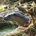 Otter long look close in river early morning. April Suffolk. Lutra lutra