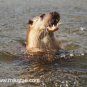 Otter up very close in river early morning. April Suffolk. Lutra lutra