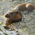 Otter very close in river early morning. April Suffolk. Lutra lutra