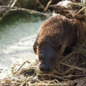 Otter coming out on fallen tree early morning. April Suffolk. Lutra lutra