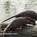 Otter pair leaving log early morning. April Suffolk. Lutra lutra